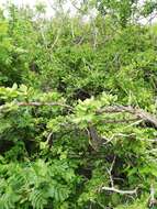 Image of Pereskiopsis rotundifolia (DC.) Britton & Rose