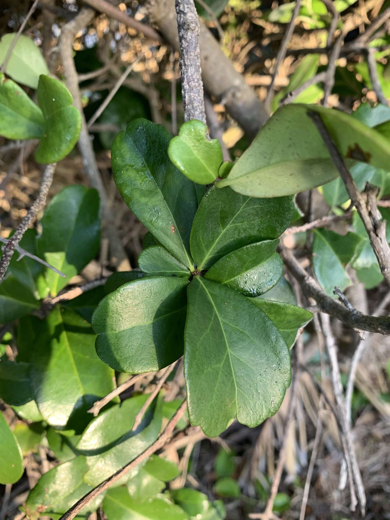 Putterlickia verrucosa (E. Mey. ex Sond.) Sim的圖片