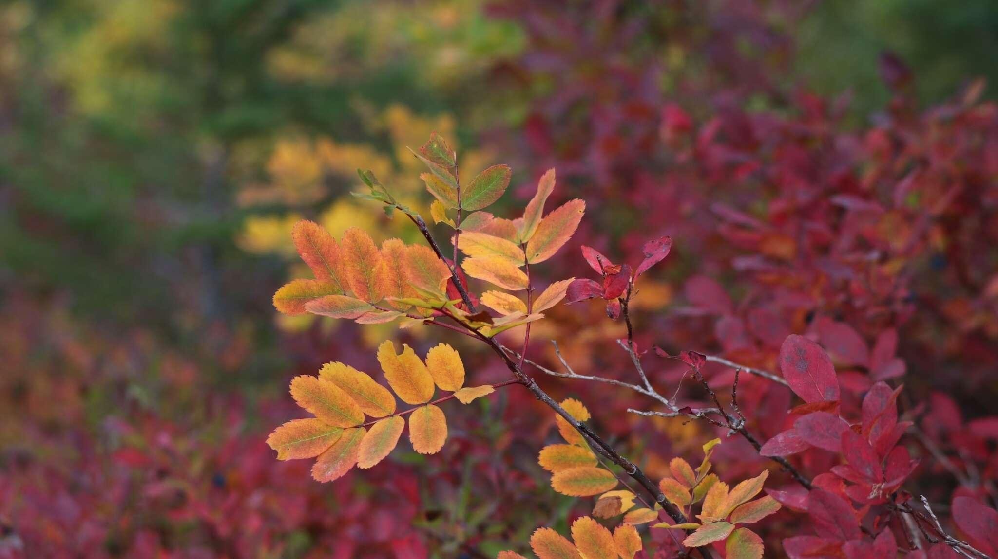 Image of western mountain ash