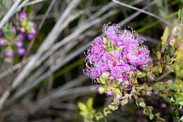 Image of thymeleaf melaleuca