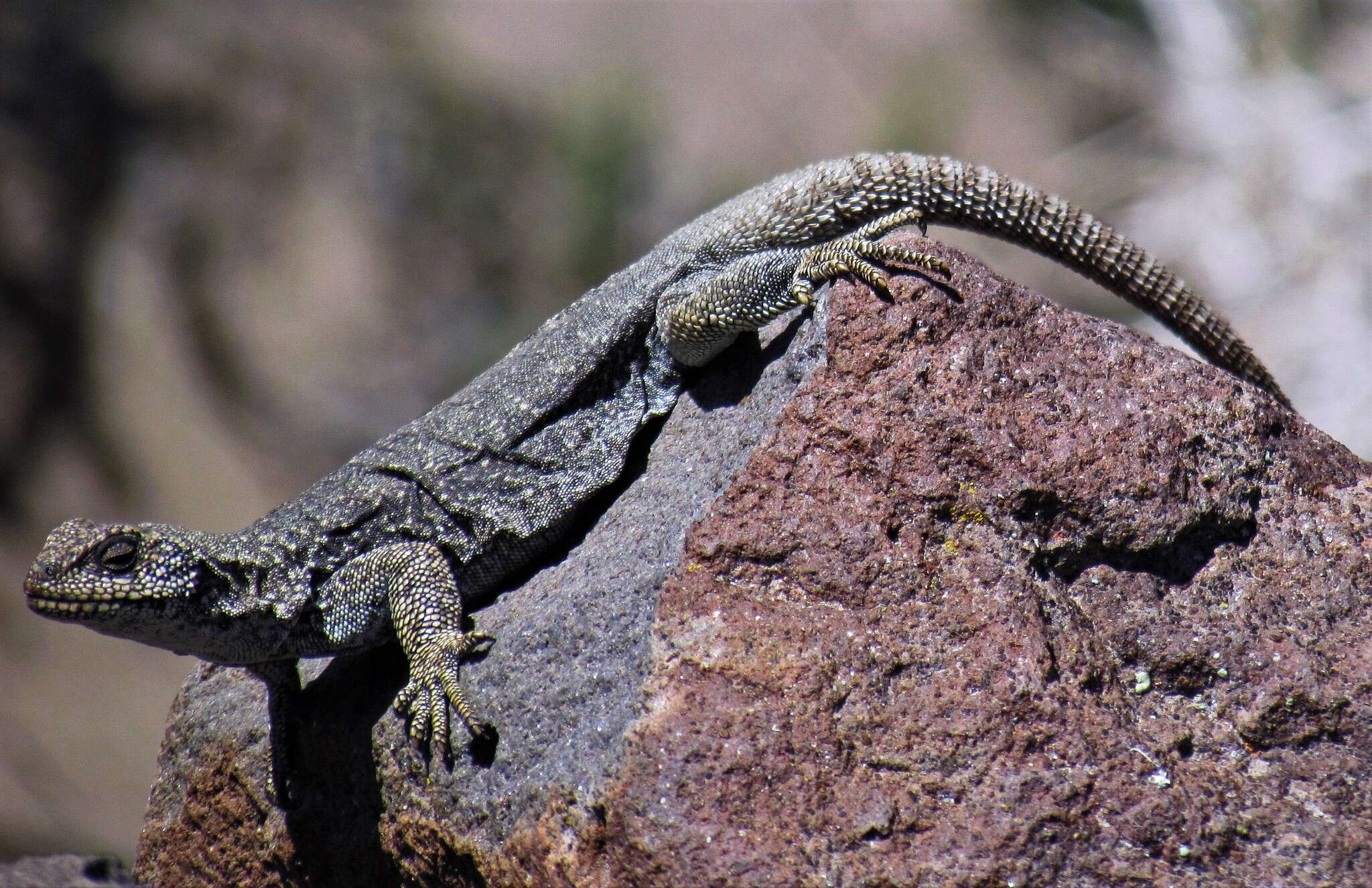 Image of Phymaturus somuncurensis Cei & Castro 1973