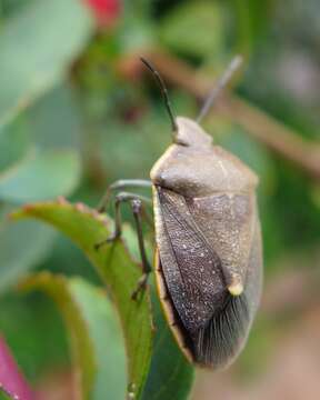 Image of Chlorochroa (Chlorochroa) rossiana Buxton & Thomas 1983