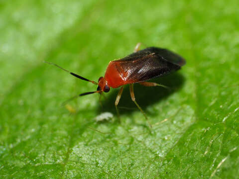 Rhinocapsus rubricans (Provancher 1887)的圖片