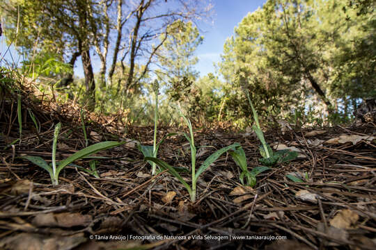 Image of Dense-flowered orchid