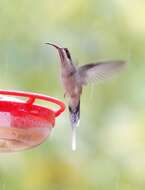 Image of Pale-bellied Hermit