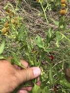 Image of smallhead sneezeweed