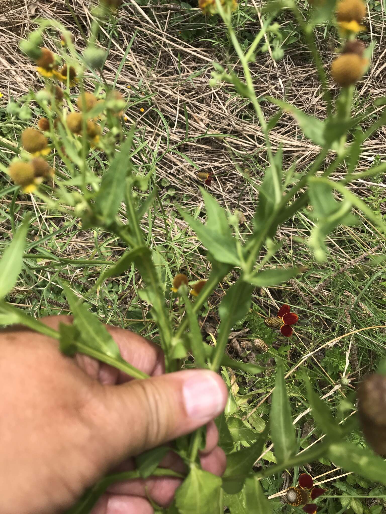 Image of smallhead sneezeweed