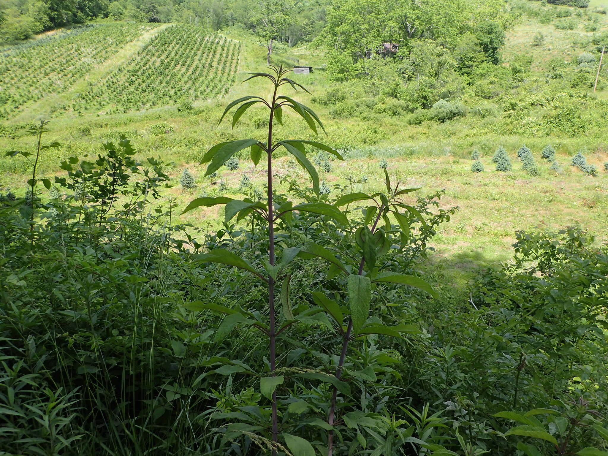 Image of queen of the meadow