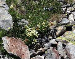 Слика од Trifolium polyphyllum (C. A. Mey.) Latsch.