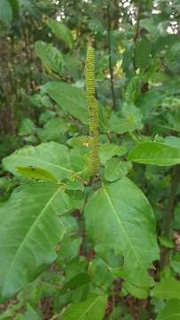 Image of Piper tuberculatum Jacq.