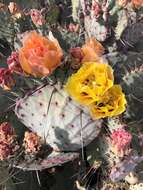 Image of Brownspine Pricklypear