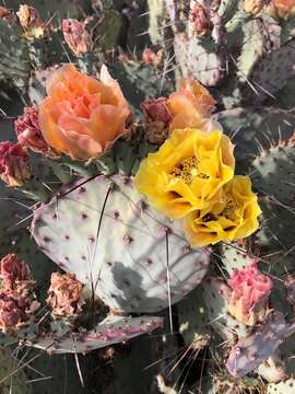 Image of Brownspine Pricklypear