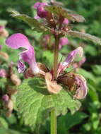 Image of spotted dead-nettle