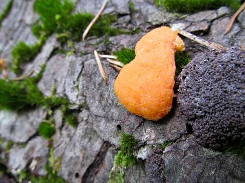 Image of Tubifera montana