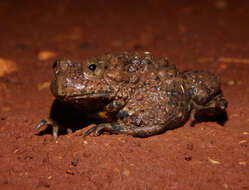 Image of Yunnan Firebelly Toad