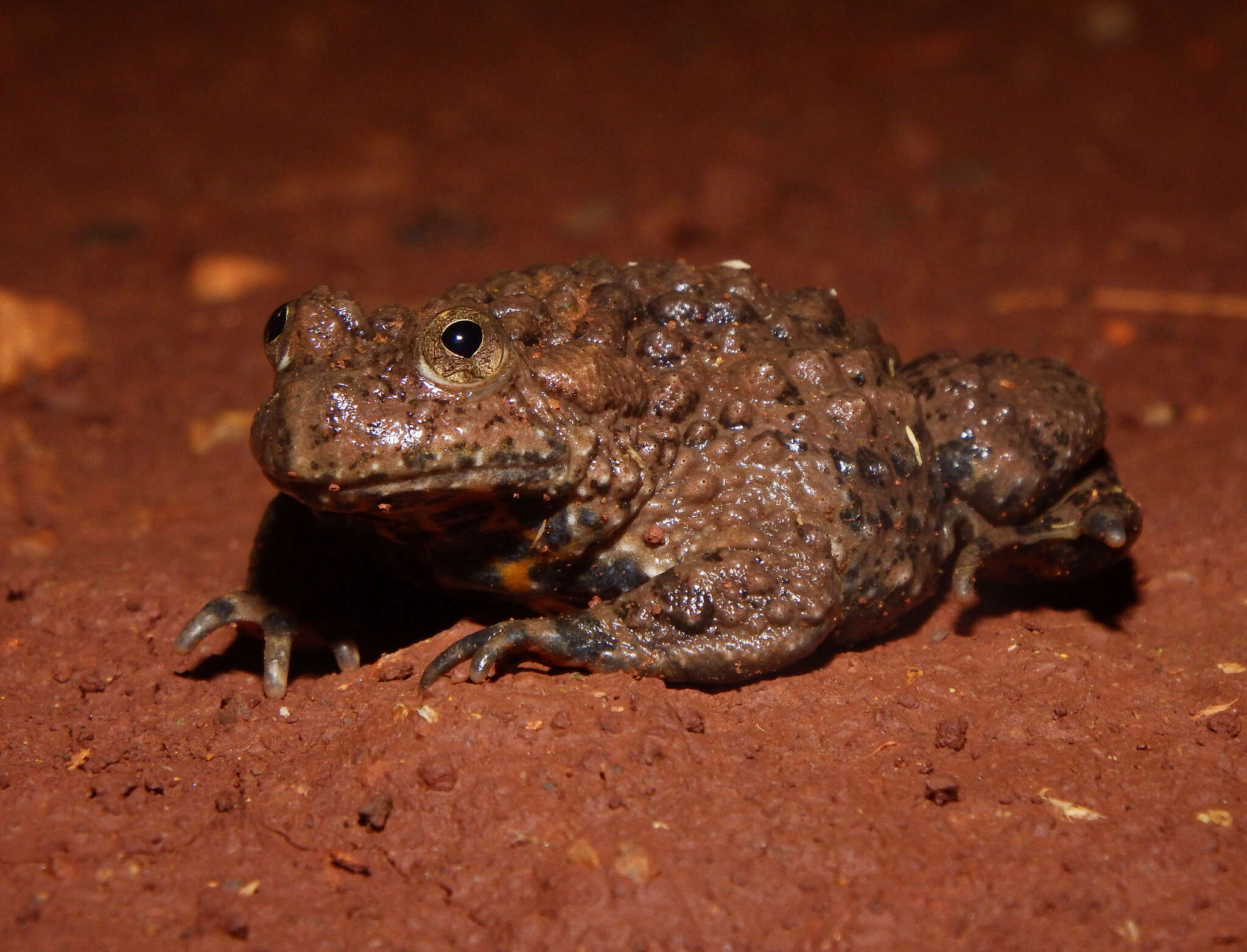 Image of Yunnan Firebelly Toad