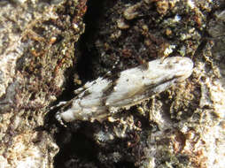 Image of Stripe-backed Moth