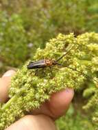 Imagem de Oxymerus aculeatus Dupont 1838