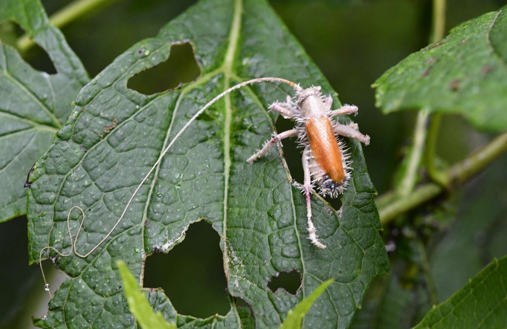 Image of Brachybaenus ablutus (Brunner von Wattenwyl 1888)