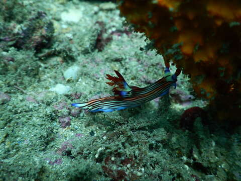 Image of Nembrotha aurea Pola, Cervera & Gosliner 2008