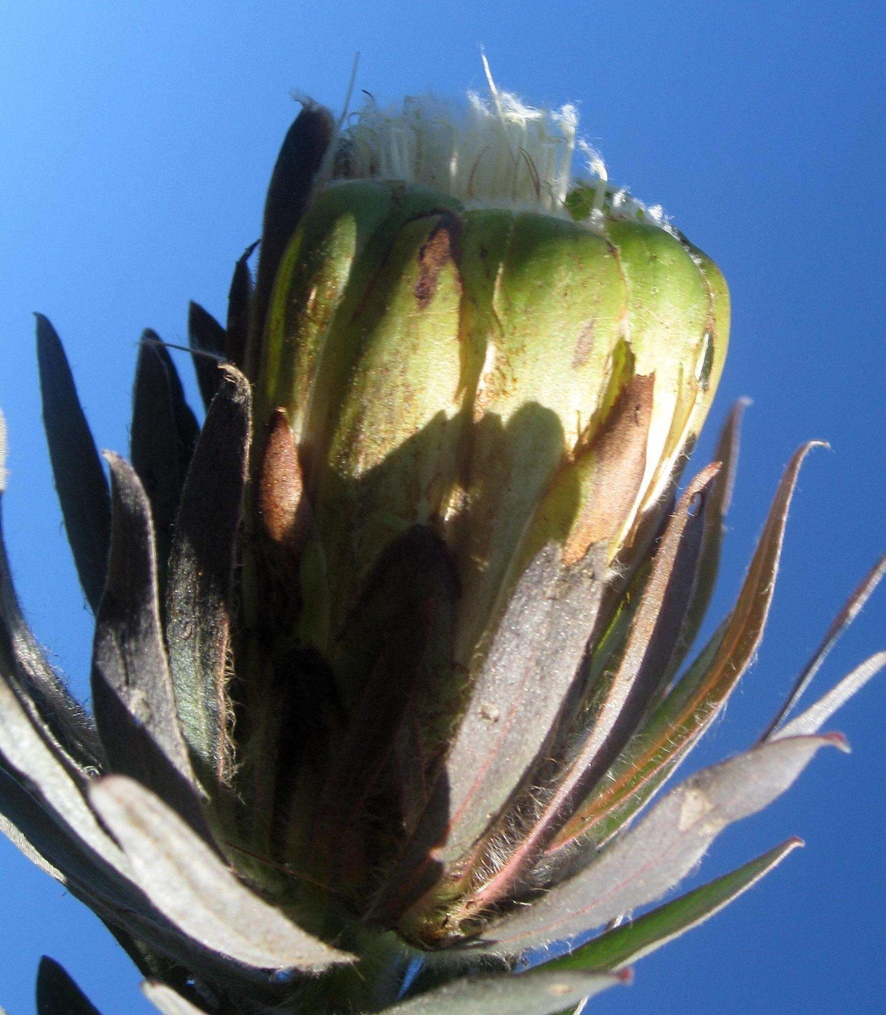 Plancia ëd Protea coronata Lam.