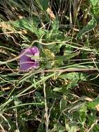 Image of Ipomoea ommanneyi Rendle