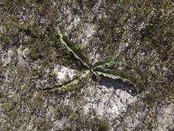 Image de Agave guttata Jacobi & C. D. Bouché