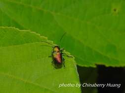 Abirus fortuneii (Baly 1861)的圖片