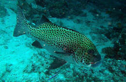 Image of Harlequin sweetlips