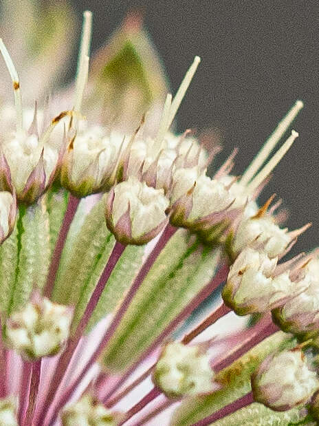 Imagem de Astrantia major subsp. involucrata (W. D. J. Koch) Ces.