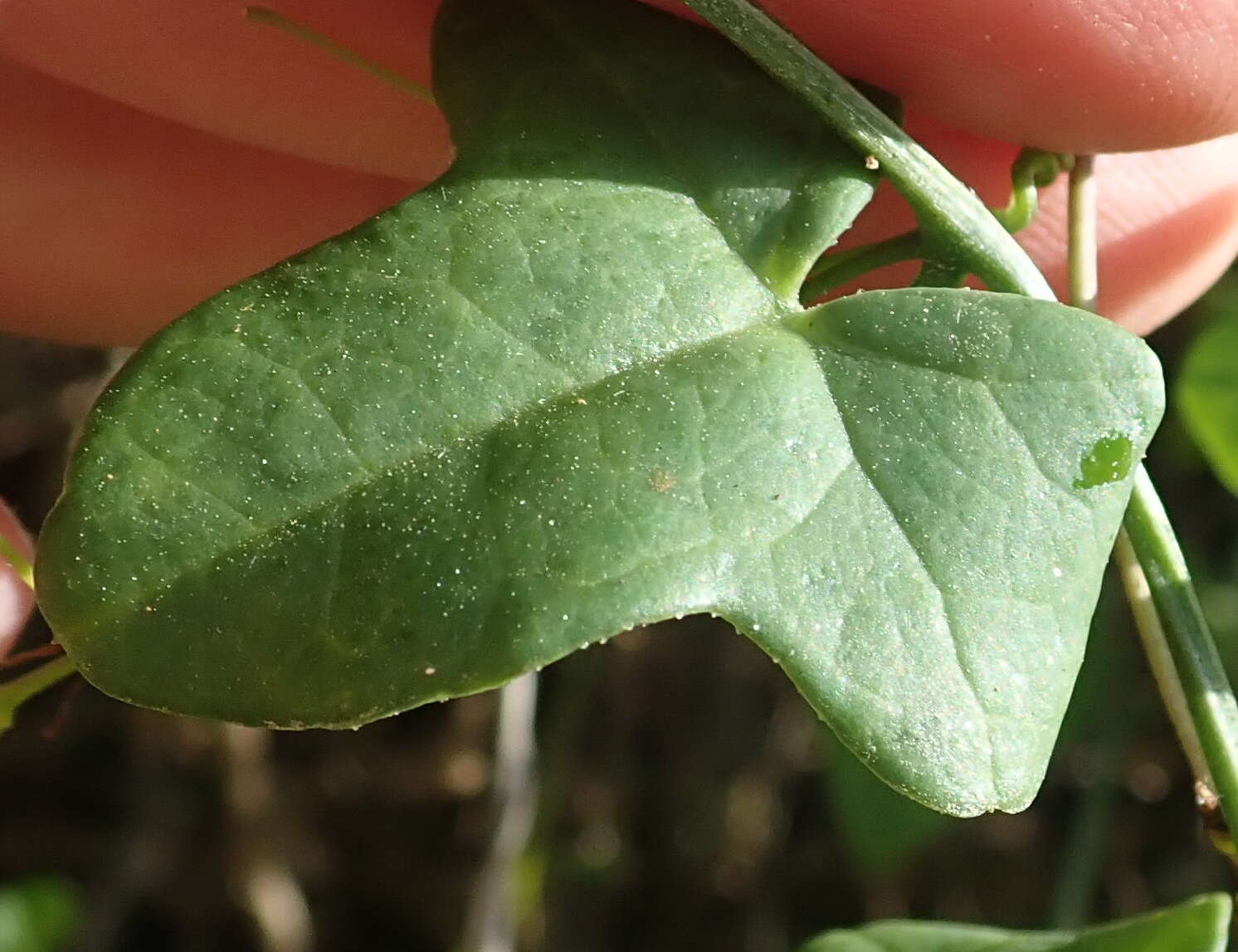 Image of Kedrostis nana var. nana