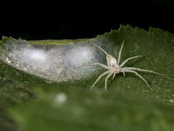 Image of Philodromus longipalpis Simon 1870