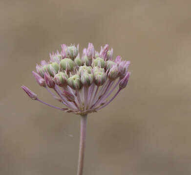 Image of Allium rubellum M. Bieb.