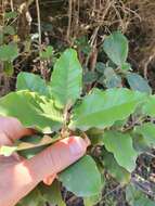 Image de Olearia albida Hook. fil.