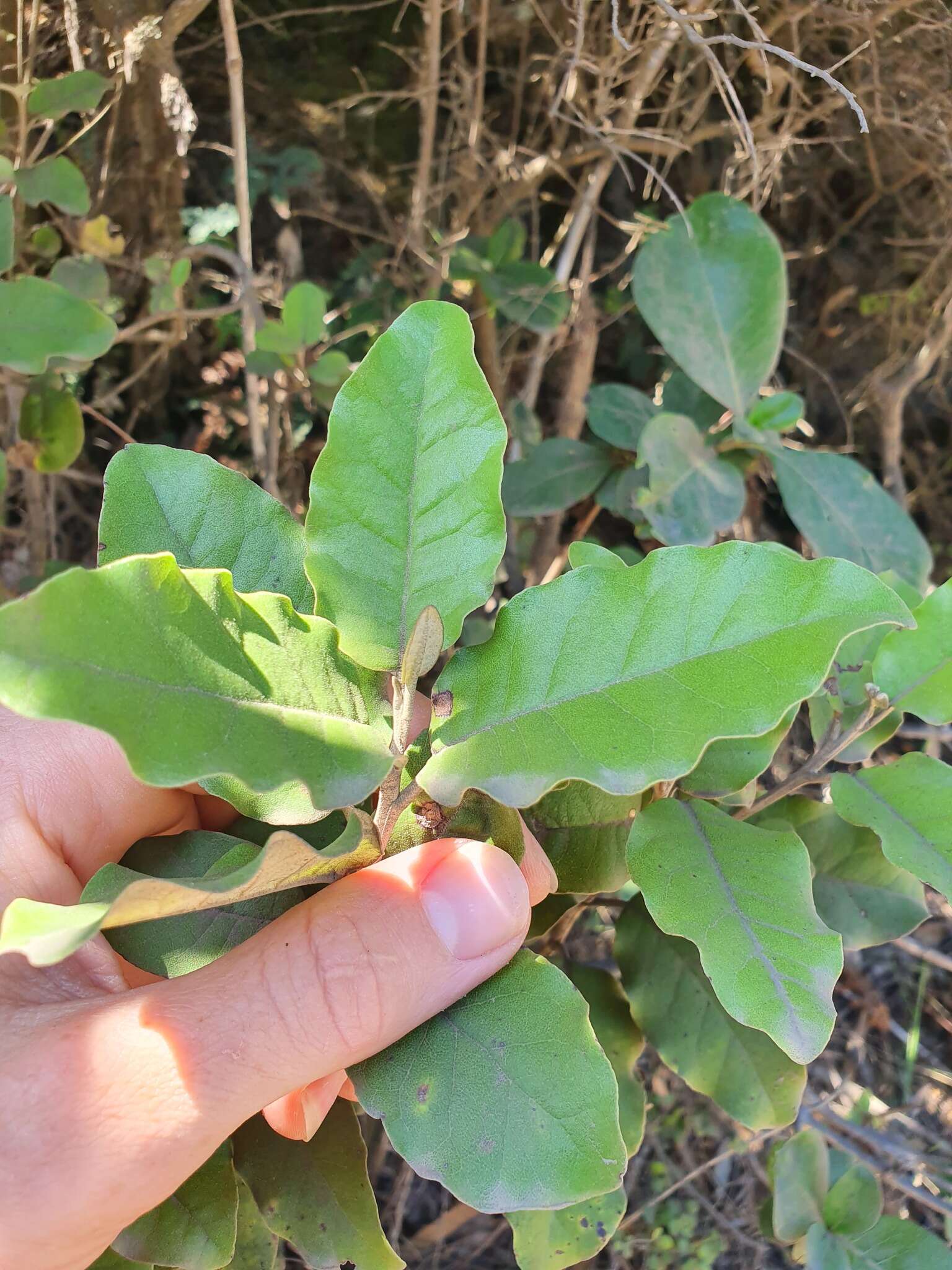 Image de Olearia albida Hook. fil.