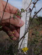 Image of Helianthemum stipulatum (Forsk.) C. Chr.