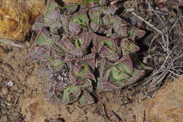 Image of Faucaria tigrina (Haw.) Schwant.