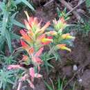 Image of Castilleja tenuiflora var. tancitaroana (G. L. Nesom) J. M. Egger