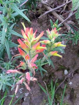 Image of Castilleja tenuiflora var. tancitaroana (G. L. Nesom) J. M. Egger