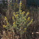 Image of Scolymus hispanicus subsp. occidentalis F. M. Vazquez