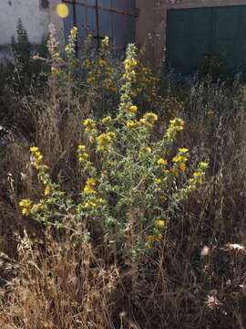 Image of Scolymus hispanicus subsp. occidentalis F. M. Vazquez