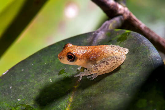 Image of Dendropsophus haddadi (Bastos & Pombal 1996)