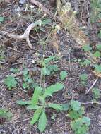 Image of white hawkweed