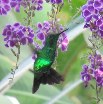 Image of Garden Emerald