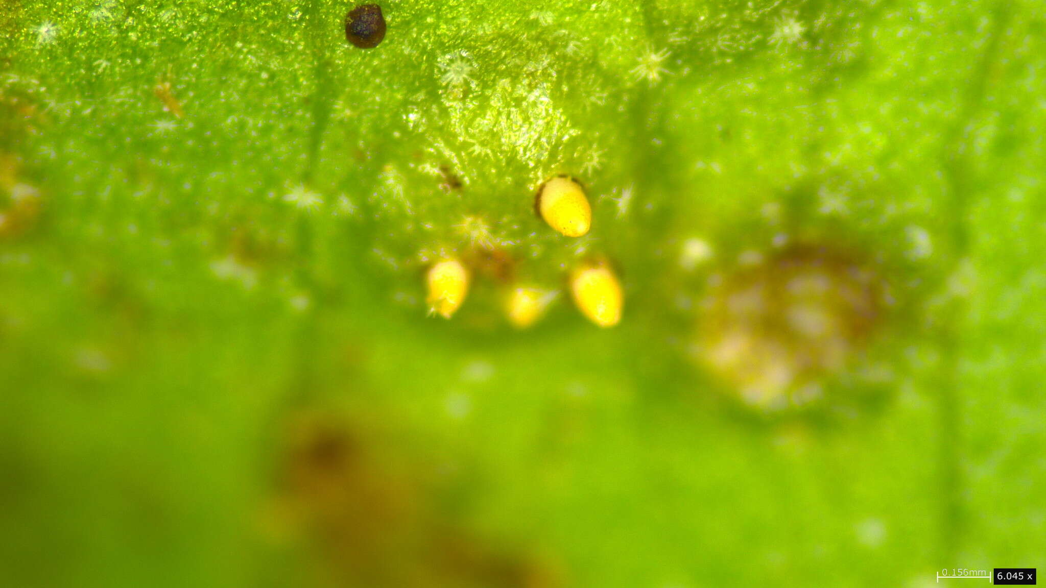 Puccinia kusanoi Dietel 1899的圖片