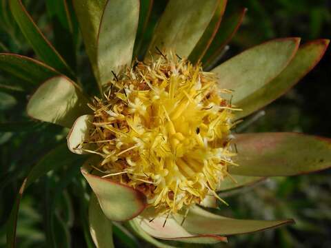 Imagem de Leucadendron burchellii I. J. M. Williams