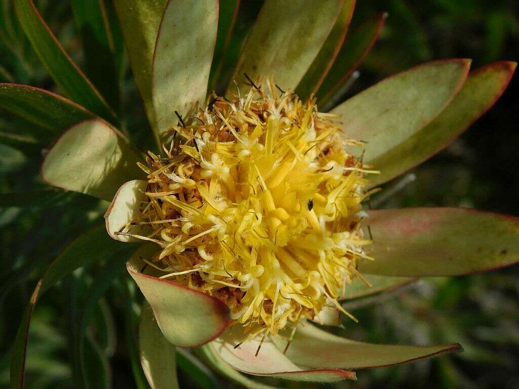 Image of Leucadendron burchellii I. J. M. Williams