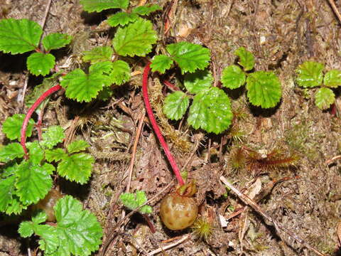 Rubus radicans Cav. resmi