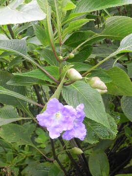 Image of Strobilanthes callosa Wall. ex Nees