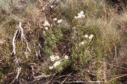 Image of Coronidium waddelliae (J. H. Willis) Paul G. Wilson